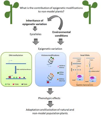 A Role for Epigenetic Regulation in the Adaptation and Stress Responses of Non-model Plants